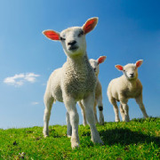 Agricultural and Domestic Animals Services Colleges